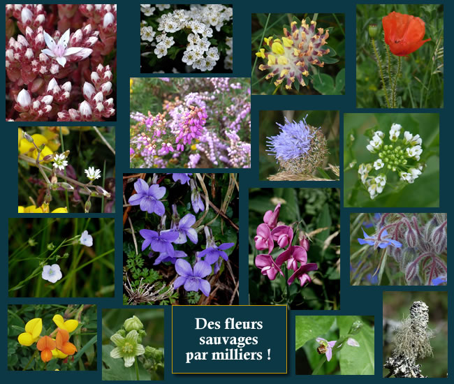 Photos d'identification des fleurs sauvages