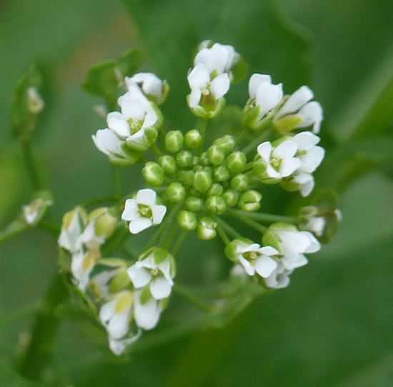 Fleur blanche sauvage de Bretagne - identification