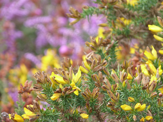 Fleur jaune sauvage de Bretagne identification
