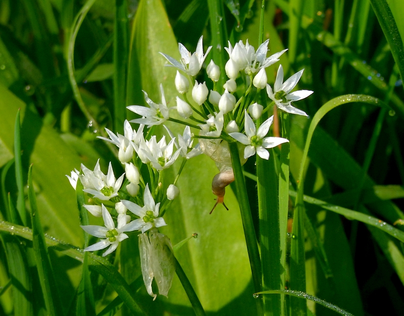 Fleur blanche sauvage de Bretagne - identification