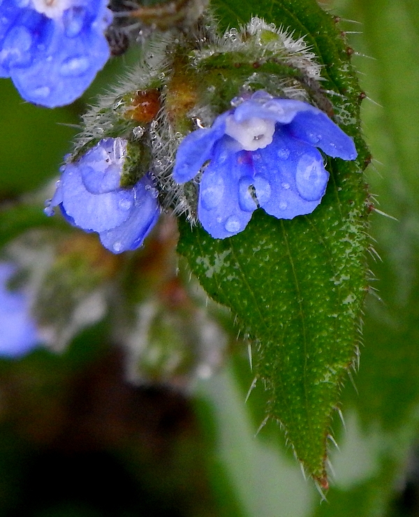 Fleur bleue sauvage de Bretagne identification