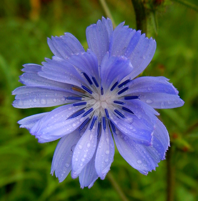 Fleur bleue sauvage de Bretagne identification