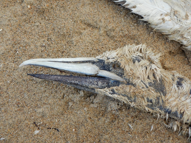 Wœlfling-lès-Sarreguemines : tubes mortels pour les oiseaux - L'Ami hebdo